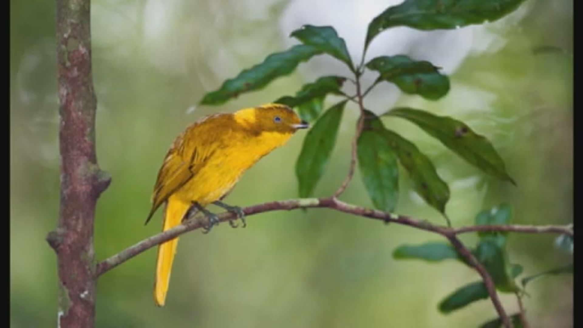 【環球薈報】澳洲逾二百種雀鳥面臨絕種