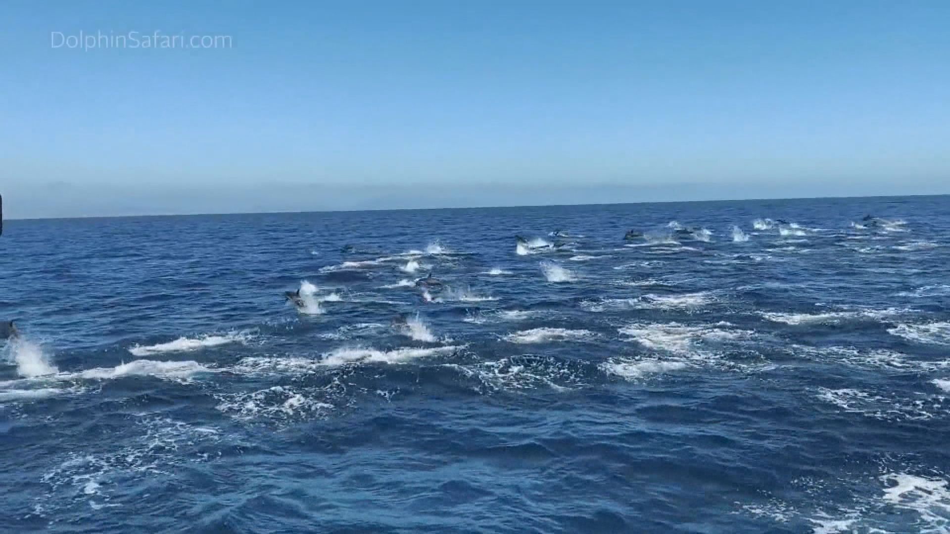 【環球薈報】美國南加州約三百條海豚躍出水面游動