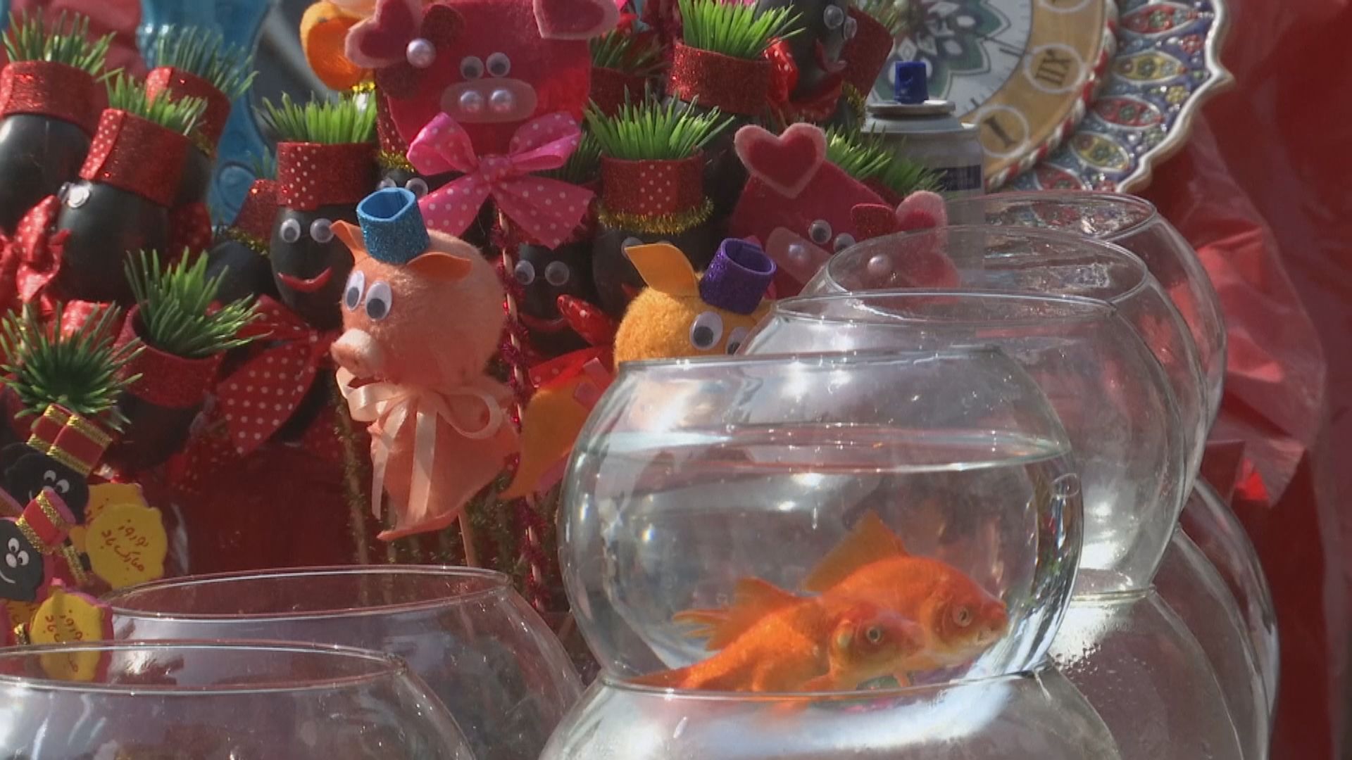 【環球薈報】比利時計劃禁售圓形魚缸