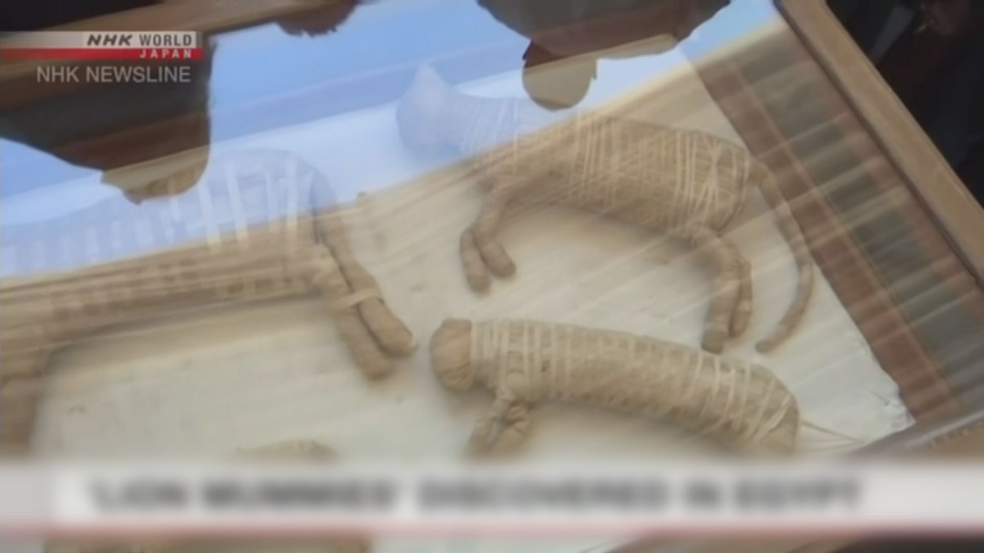 【環球薈報】埃及出土2600年前文物首次發現幼獅木乃伊