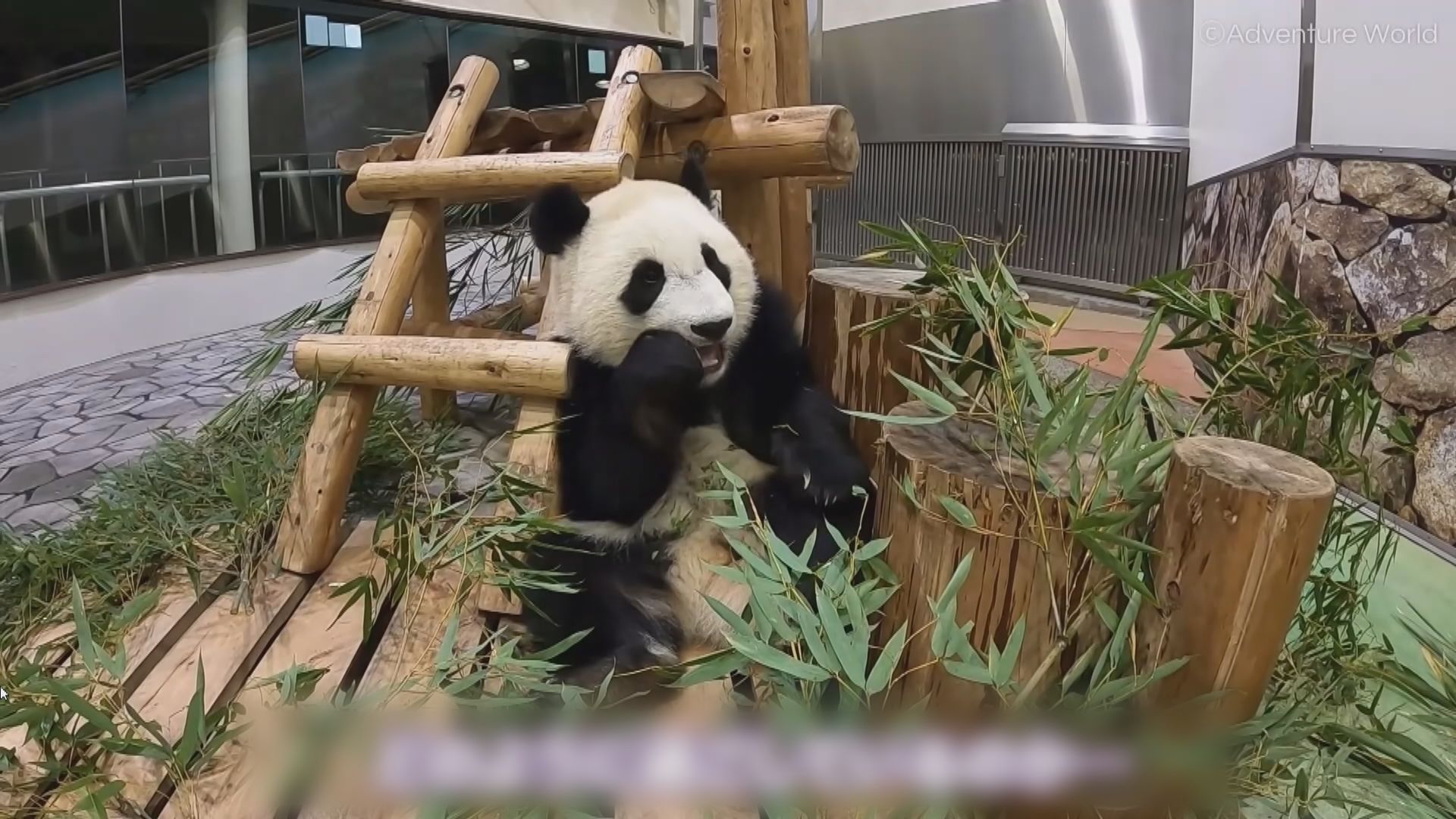【環球薈報】日本上野動物園限制參觀大熊貓雙胞胎人數