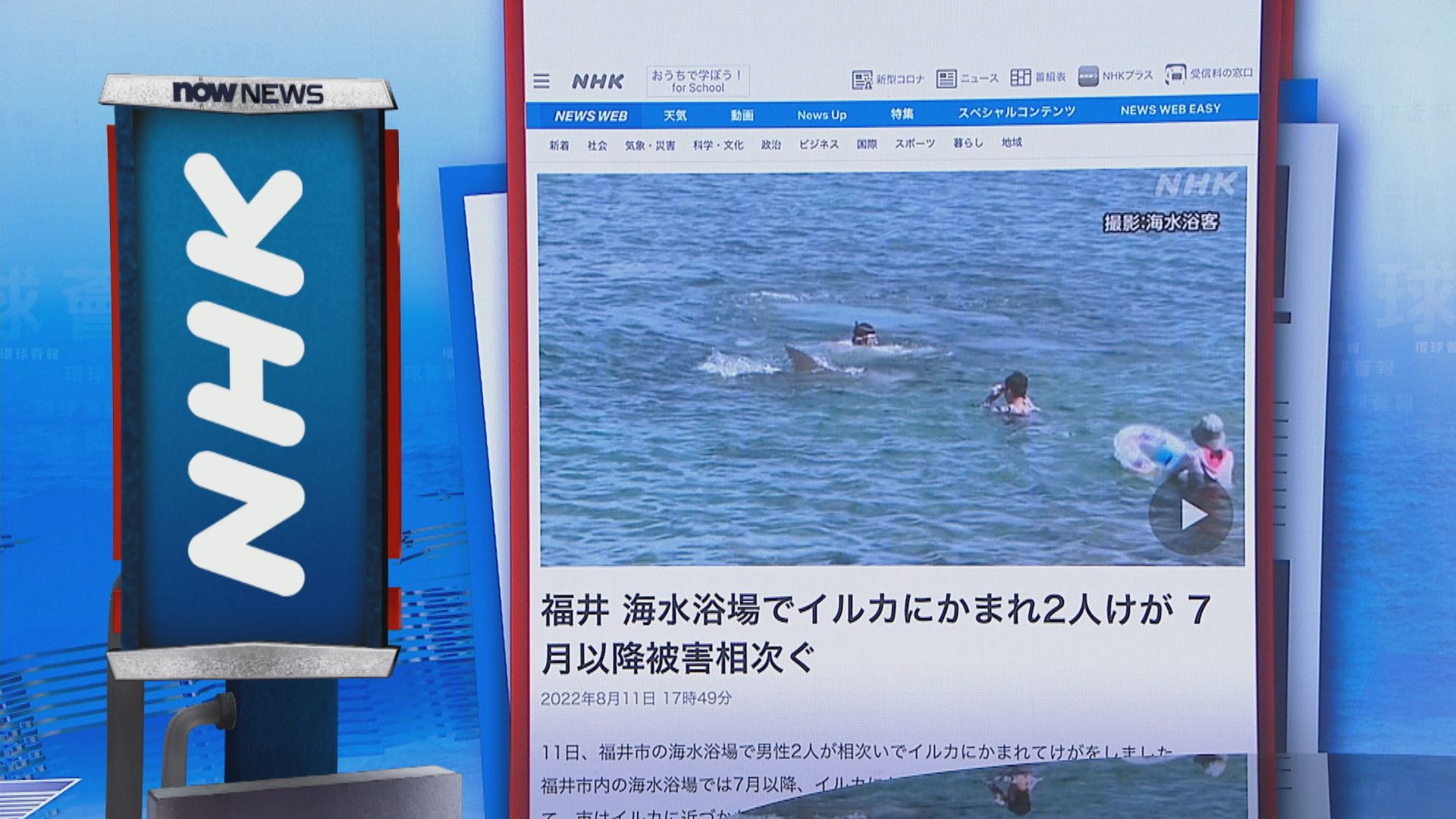 【環球薈報】日本有泳客遭海豚襲擊　專家指人類活動或打亂海豚生活習性