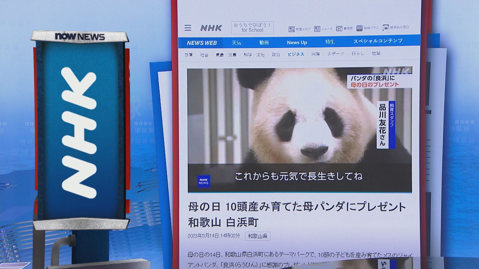 【環球薈報】日本和歌山動物園大熊貓媽媽獲贈母親節禮物
