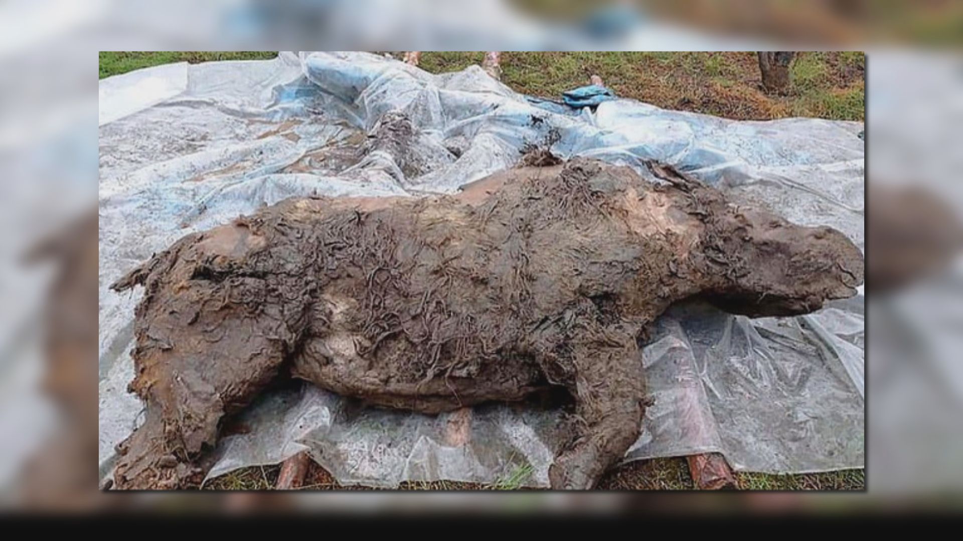 【環球薈報】西伯利亞發現保存完好史前長毛犀牛屍體