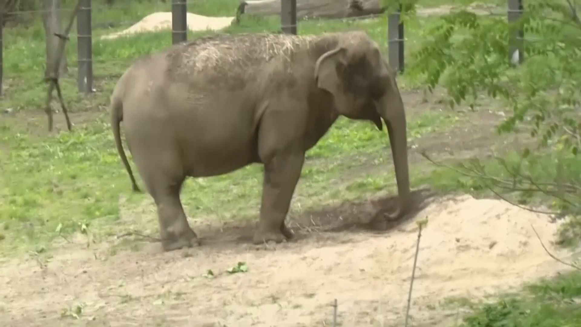【環球薈報】美國法院裁定大象非人類　不受人身保護令保障