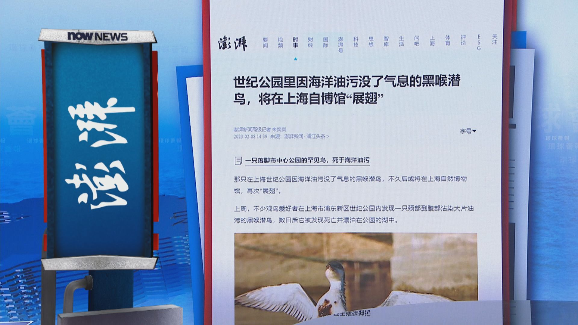 【環球薈報】黑喉潛鳥身沾油污死於上海湖中　將製成標本