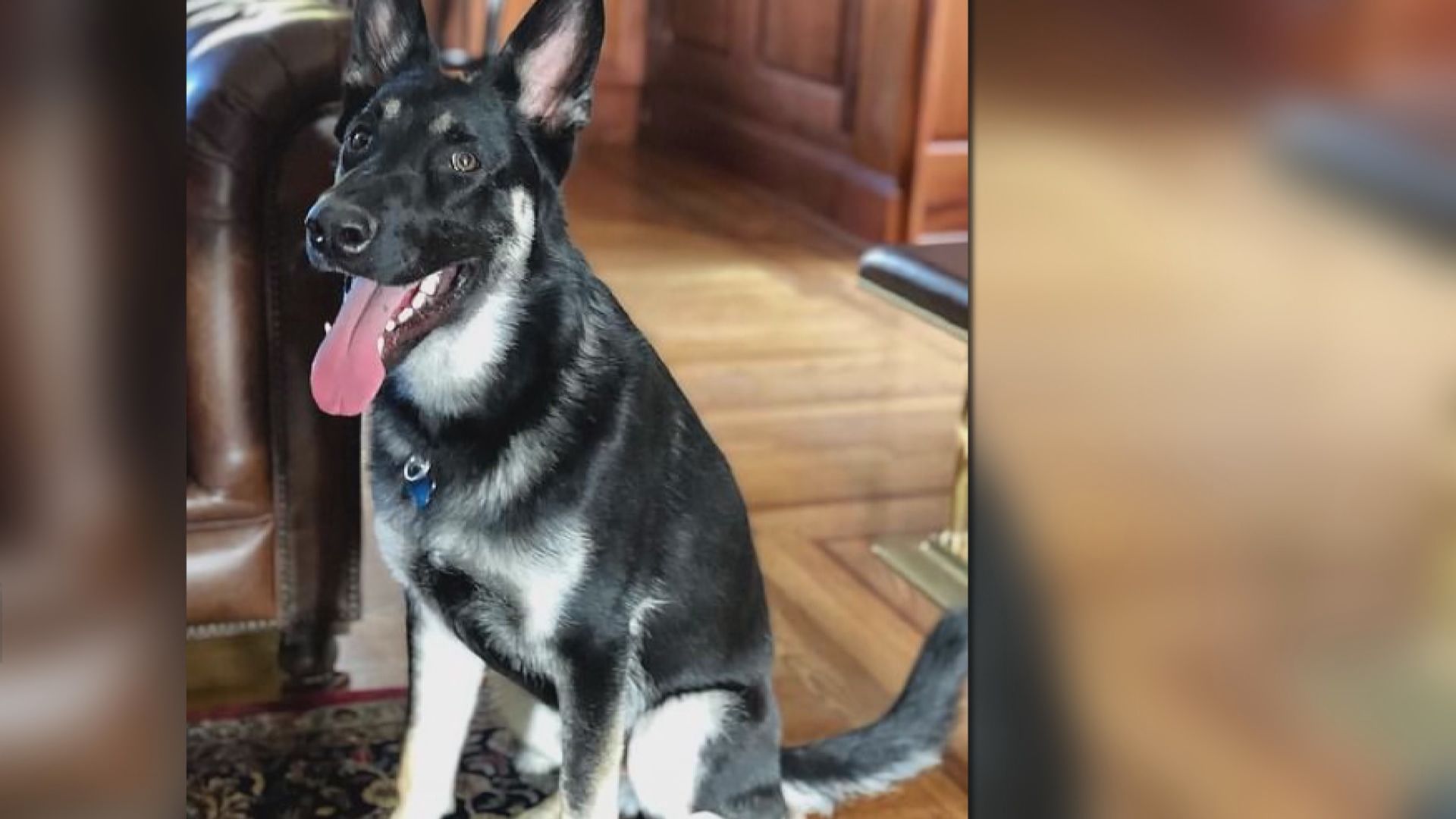 【環球薈報】拜登愛犬將成首隻自庇護中心的美國第一犬