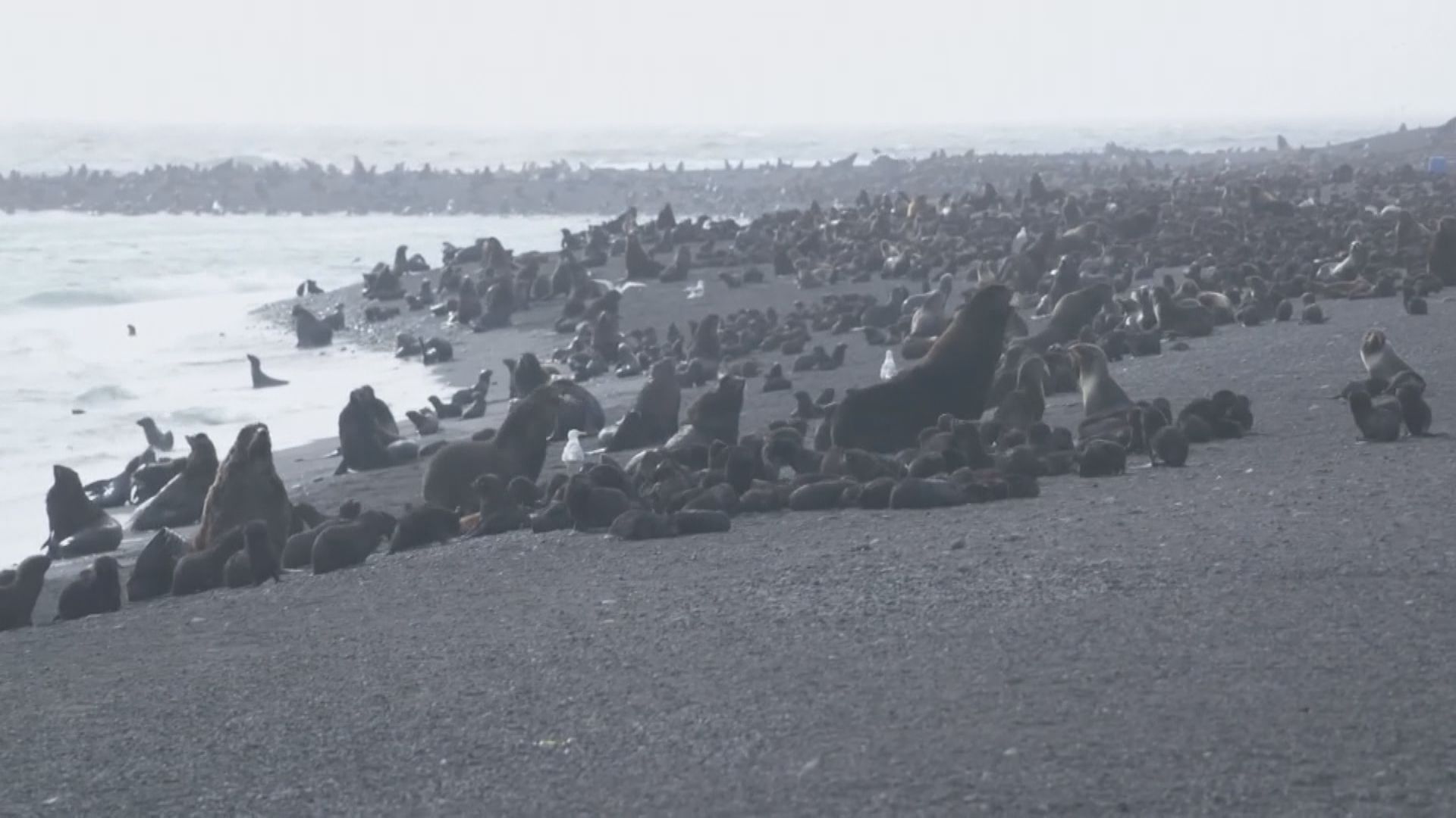 阿拉斯加洲一座火山島發現大量北海狗聚居