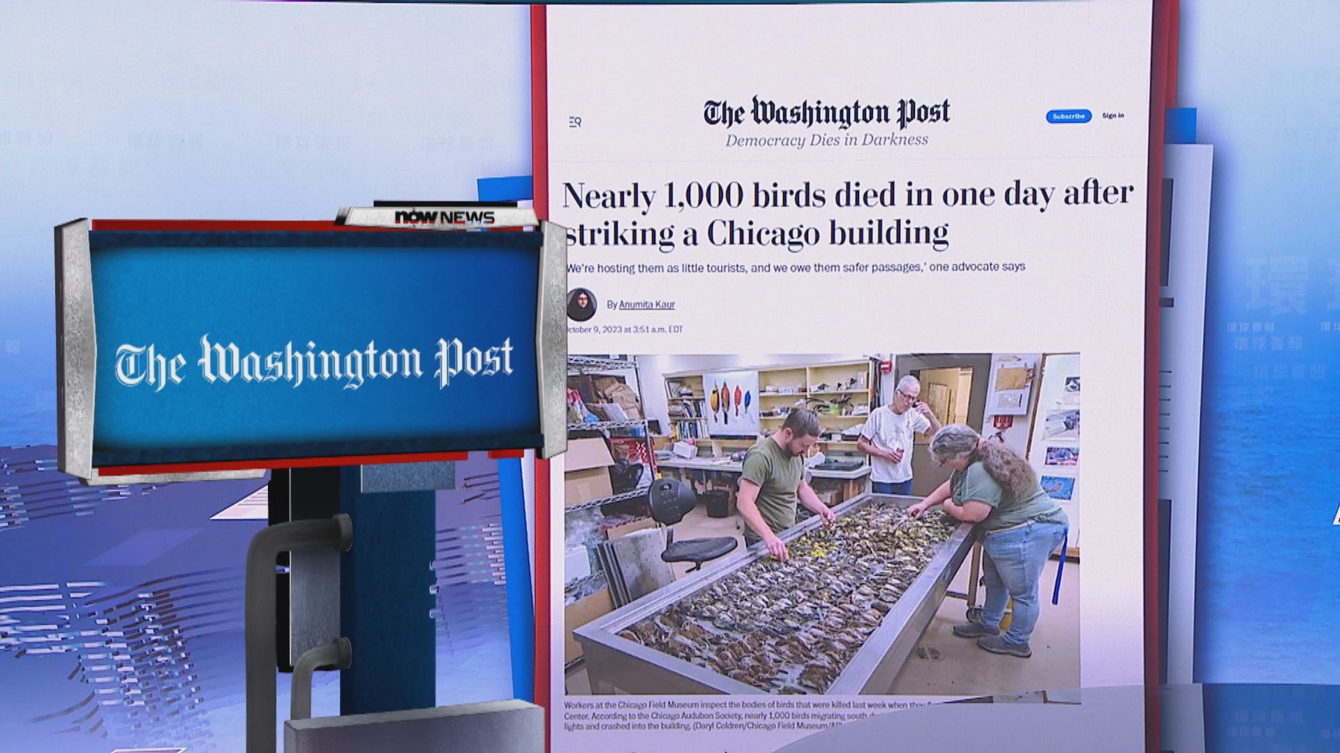 【環球薈報】美國芝加哥近千候鳥集體撞建築物死亡