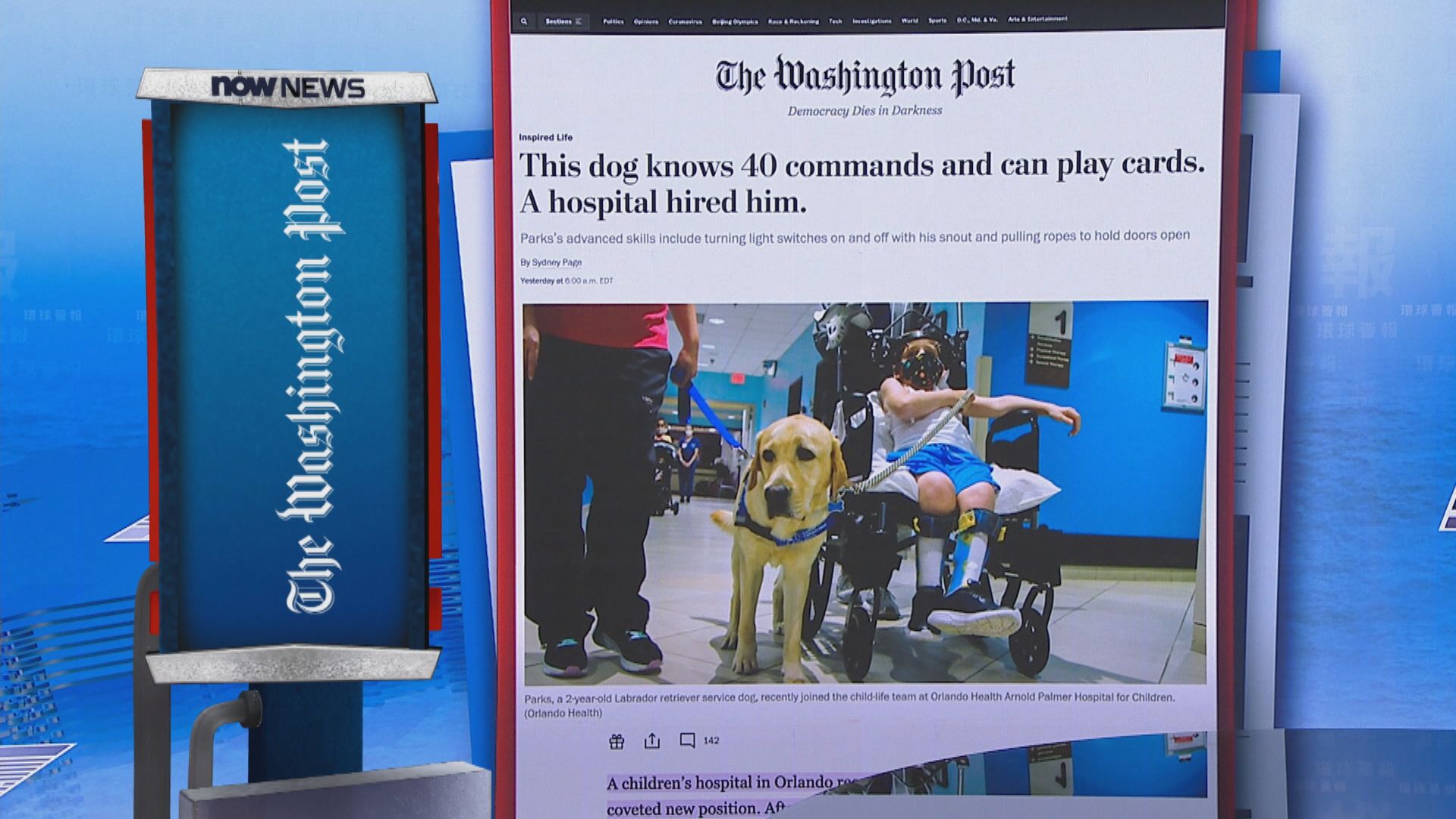 【環球薈報】美國拉布拉多犬擁有40種技能　幫助治癒兒童患者