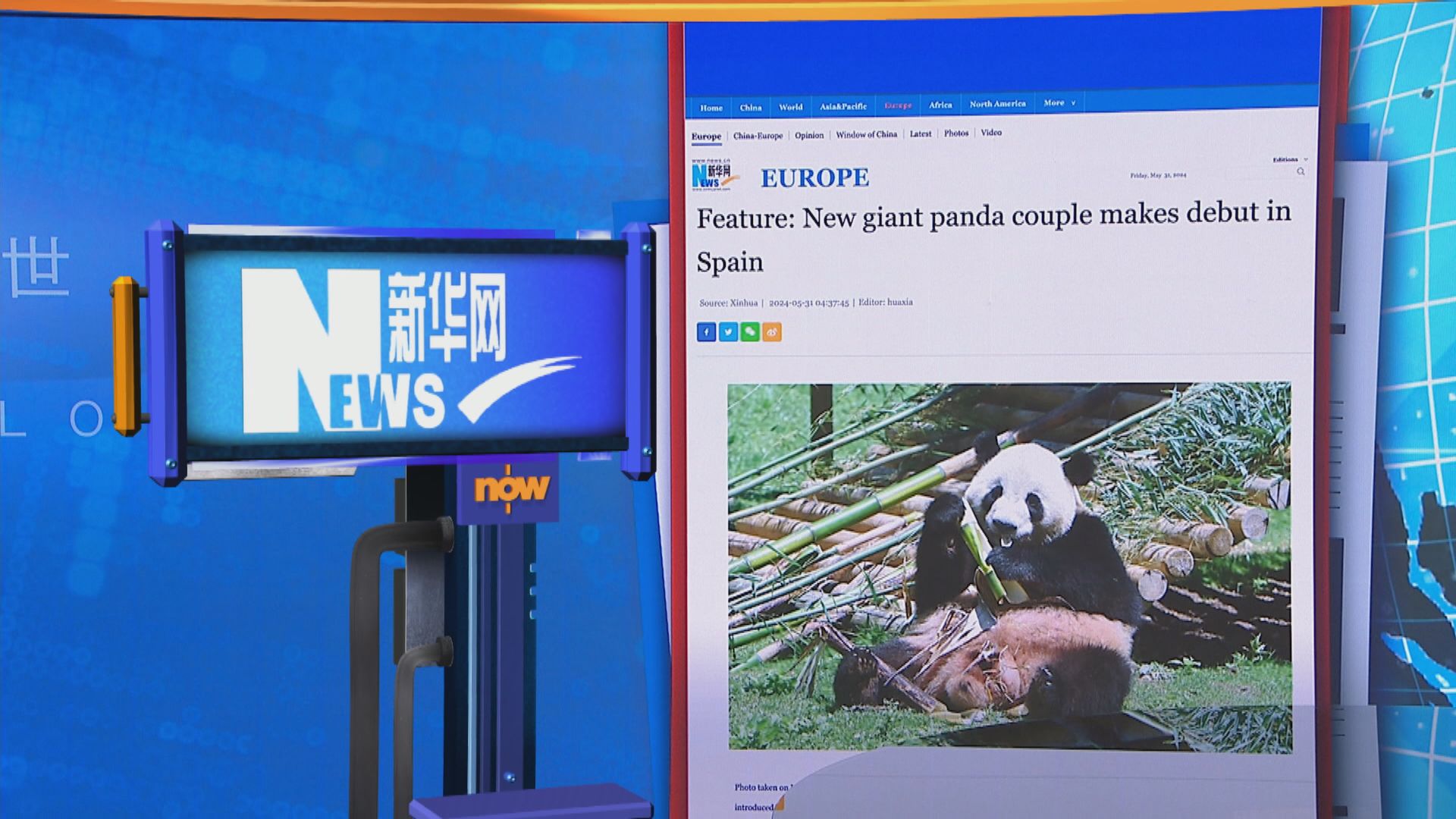 【世味天下】中國大熊貓金喜及茱萸正式於馬德里動物園亮相