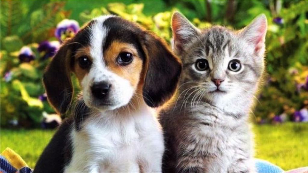 【環球薈報】研究指狗比貓更愛主人