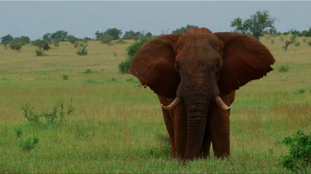 【環球薈報】野生雌性大象只休息兩小時