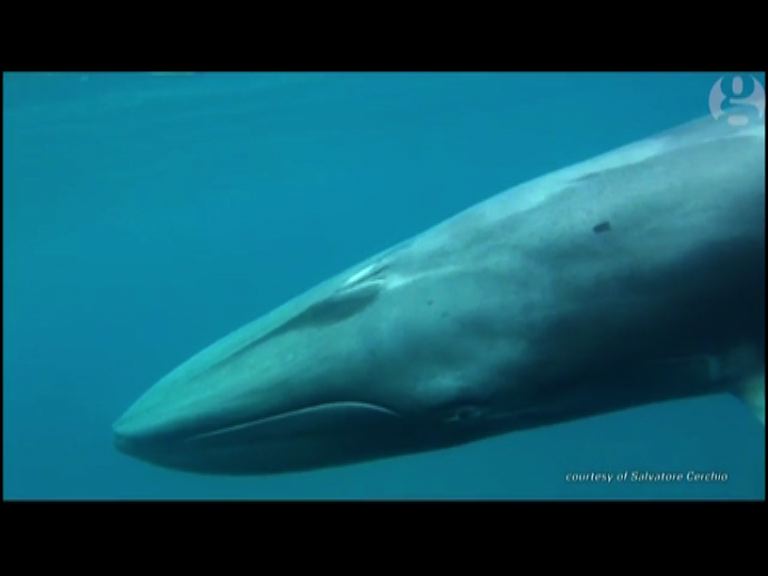 【環球薈報】科學家首度拍攝大村鯨真面目