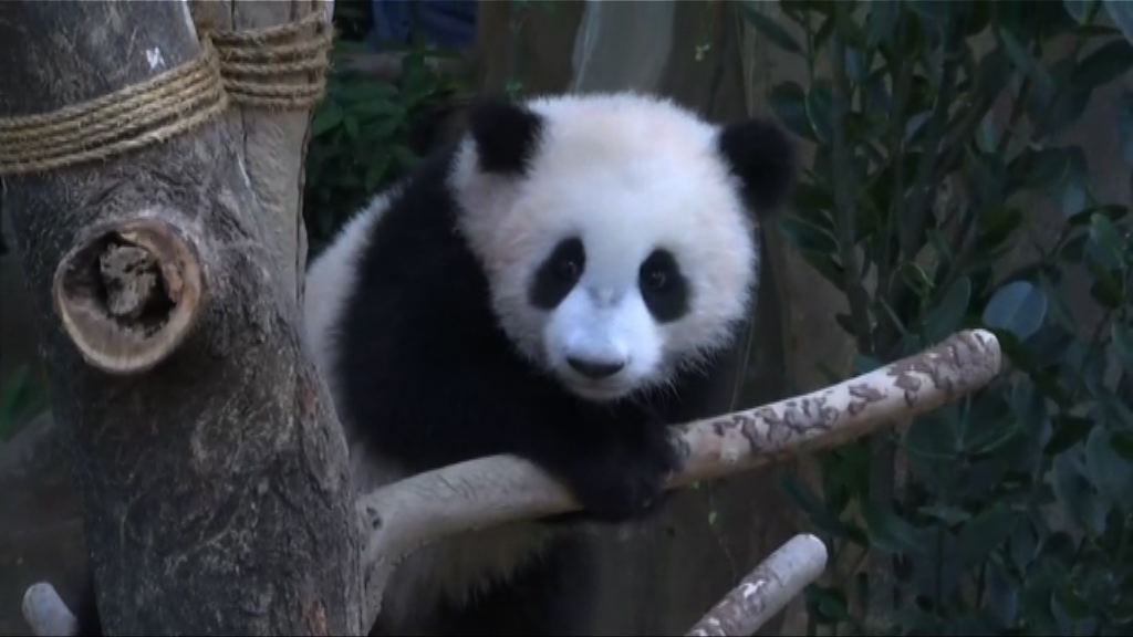 【環球薈報】大馬大熊貓寶寶正式取名暖暖