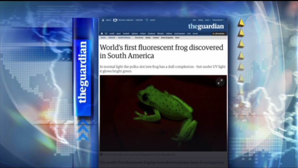 【環球薈報】南美發現世上首隻螢光樹蛙