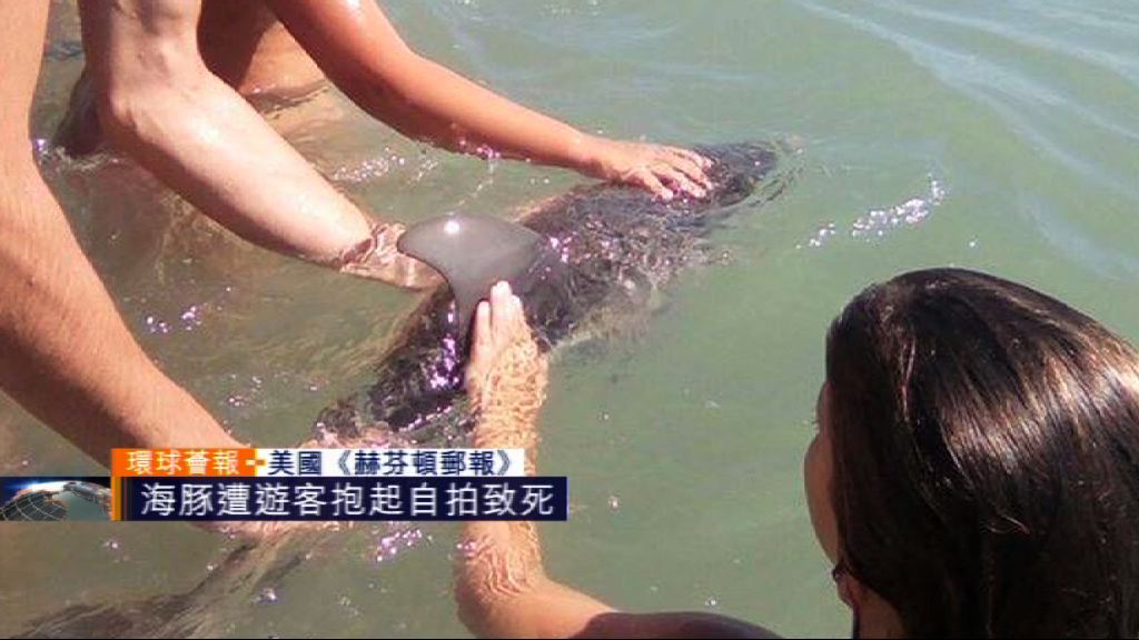 【環球薈報】海豚遭遊客抱起自拍致死
