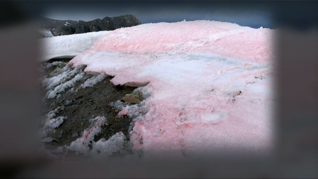 【環球薈報】粉紅色雪藻加速冰川融化