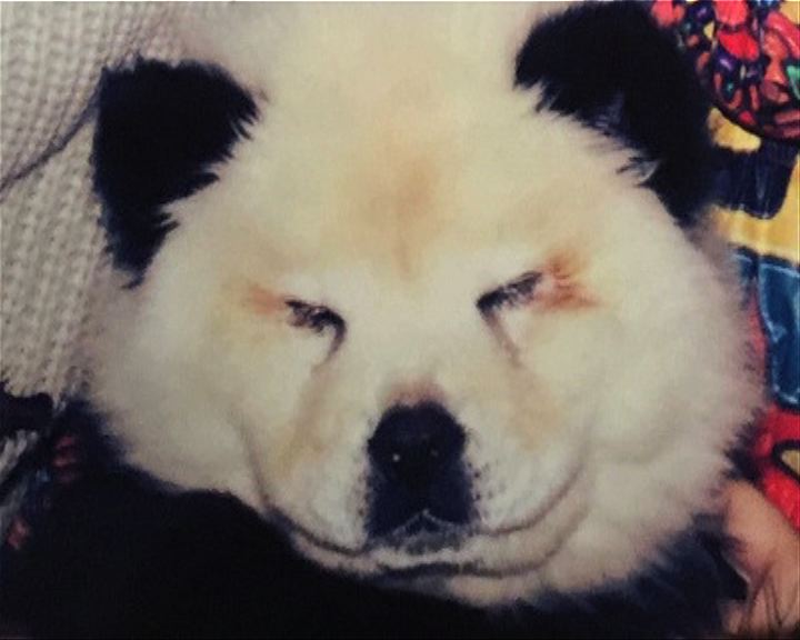 
【環球薈報】意馬戲團鬆獅犬扮大熊貓騙人