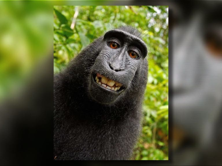 【環球薈報】獼猴自拍照版權誰屬鬧上法庭