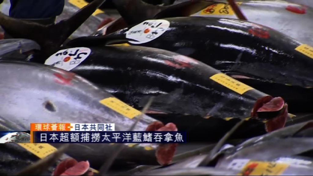 【環球薈報】日本超額捕撈太平洋藍鰭吞拿魚