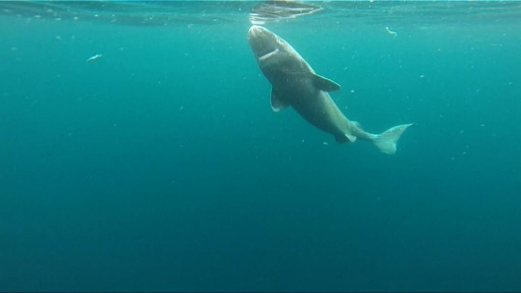 格陵蘭鯊平均壽命達300歲