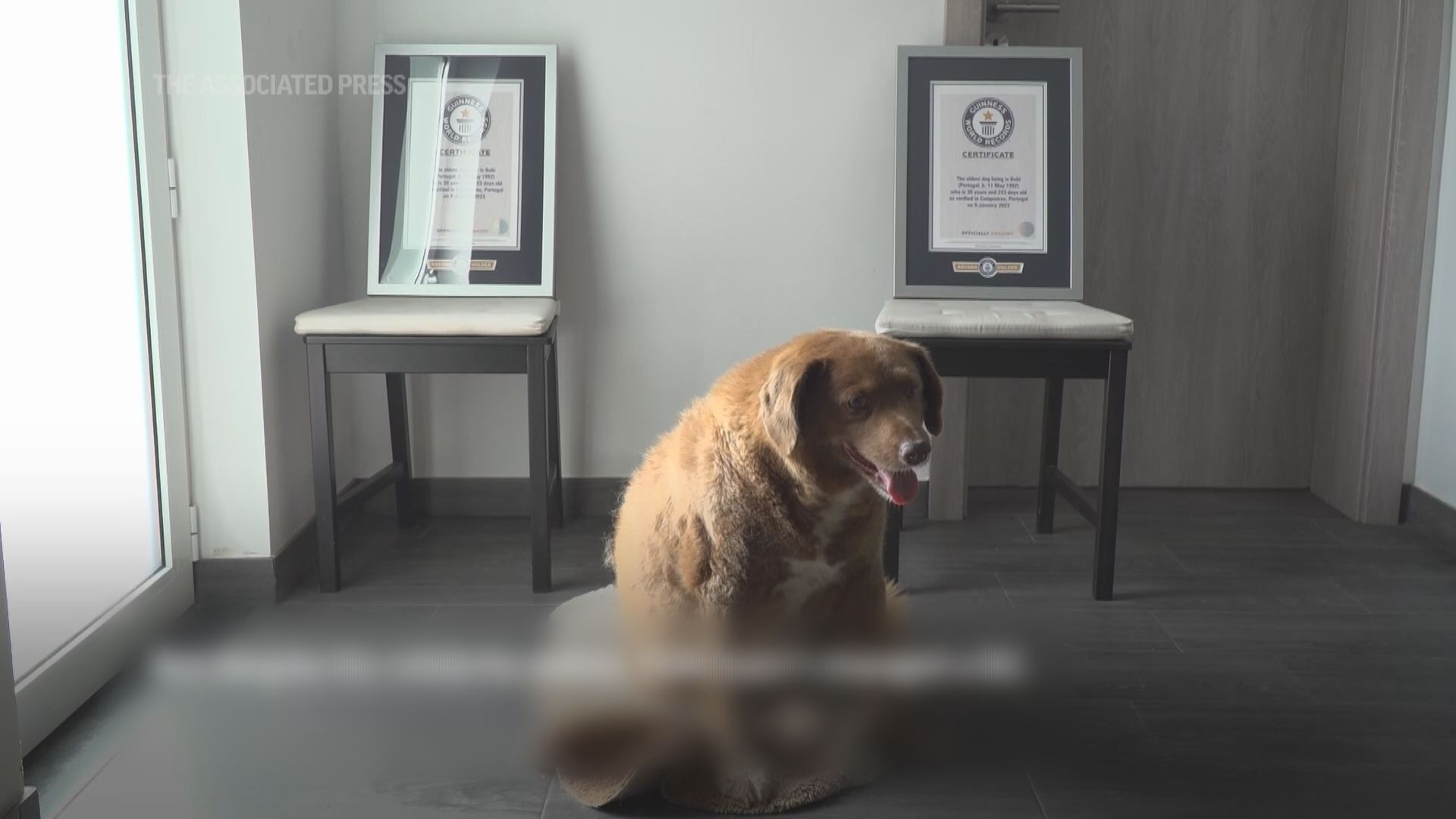 健力士世界紀錄宣布暫時撤銷「博比」全球最長壽狗頭銜