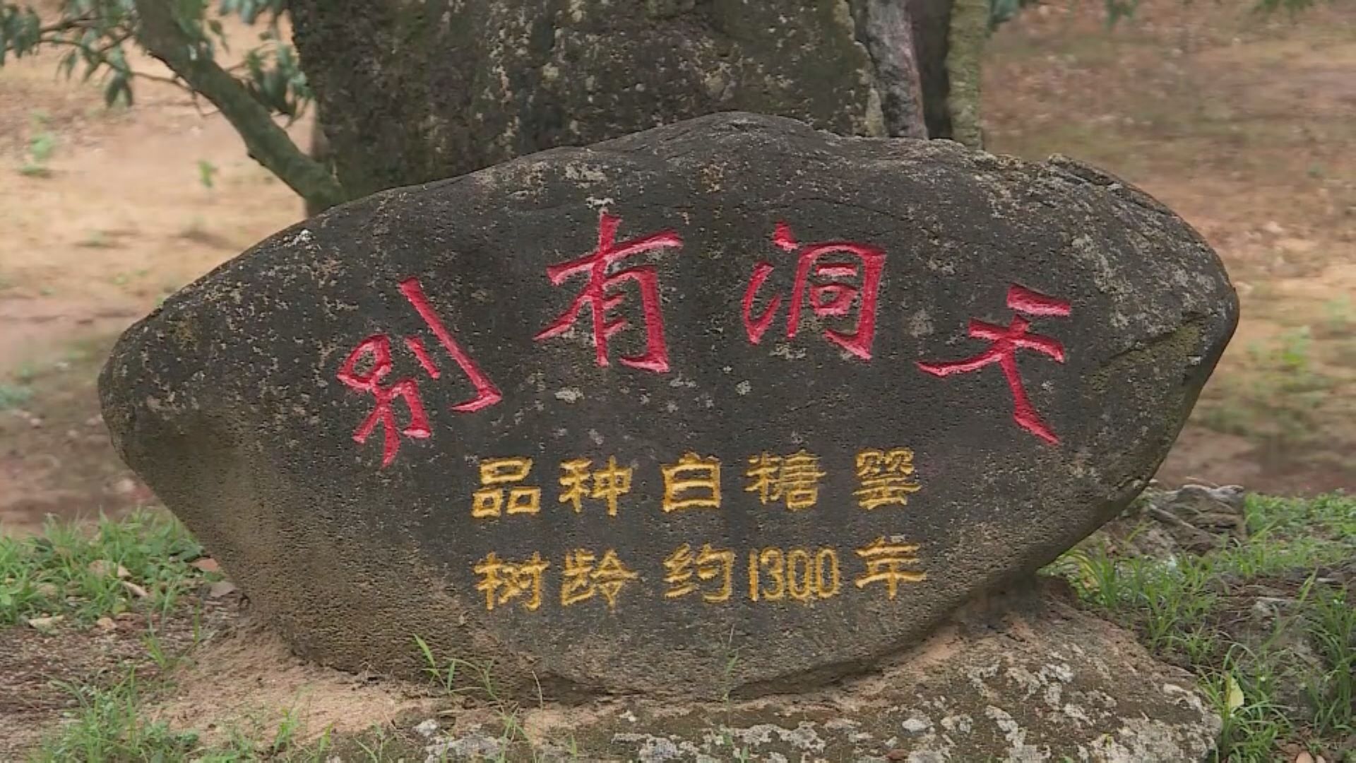 千年荔鄉茂名柏橋村發展文創旅遊 帶動村民收入