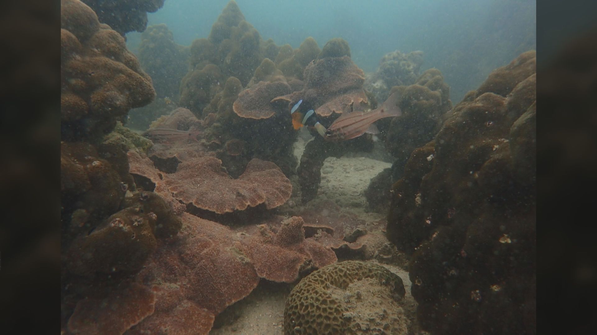 漁護署公布香港珊瑚礁普查　整體珊瑚生長健康