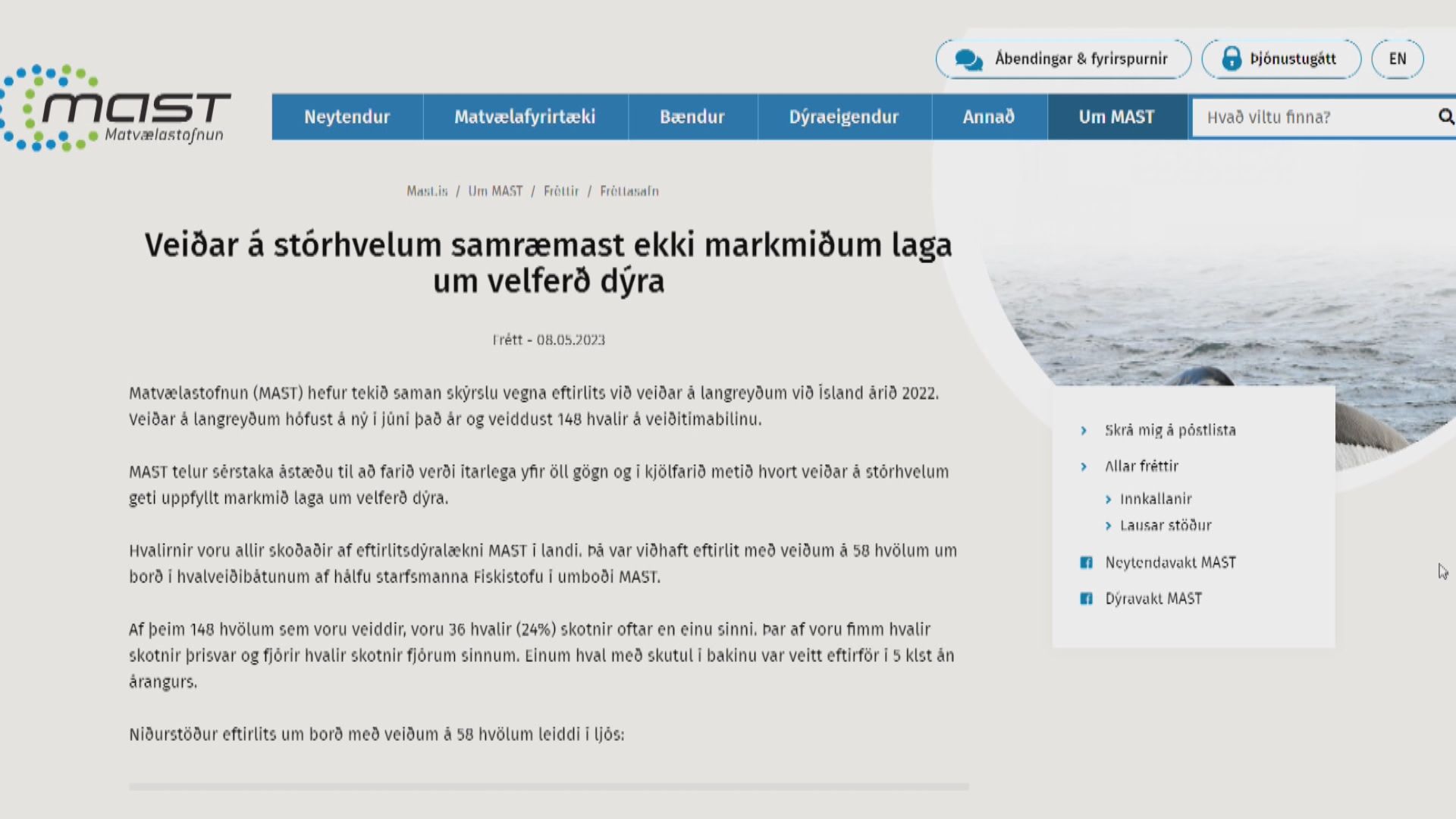 鯨魚被魚叉擊中兩小時後才死亡　冰島政府承諾檢討商業捕鯨政策