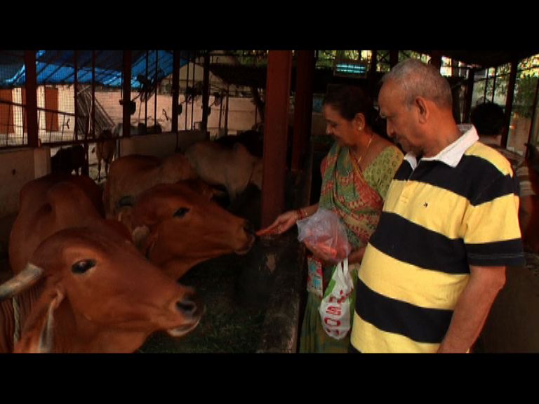 
印度地方政府禁售牛肉違者判監