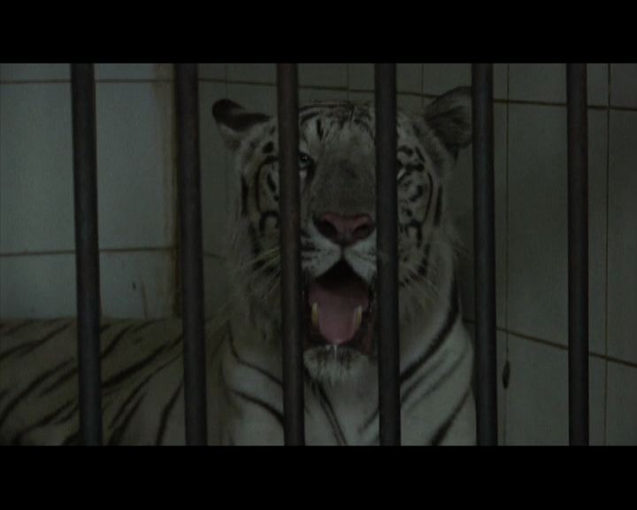 
印度男子遊動物園遭老虎咬死
