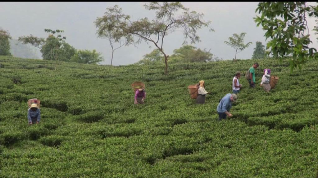 印度大吉嶺紅茶有逾150年歷史