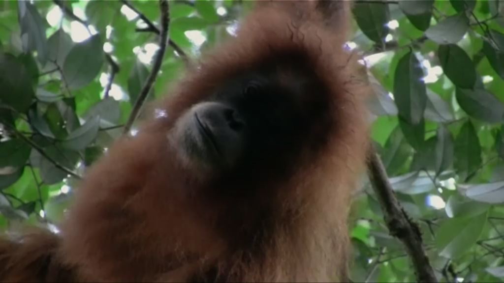 蘇門答臘發現新品種紅毛猩猩