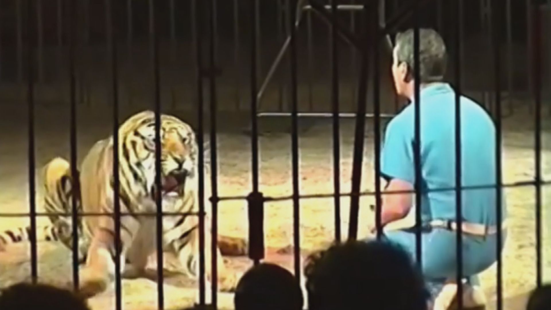 北京动物园老虎吃人事件当事人身份
