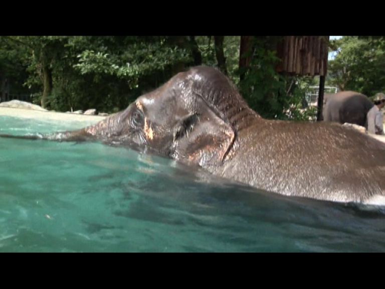 日本動物園為大象設泳池