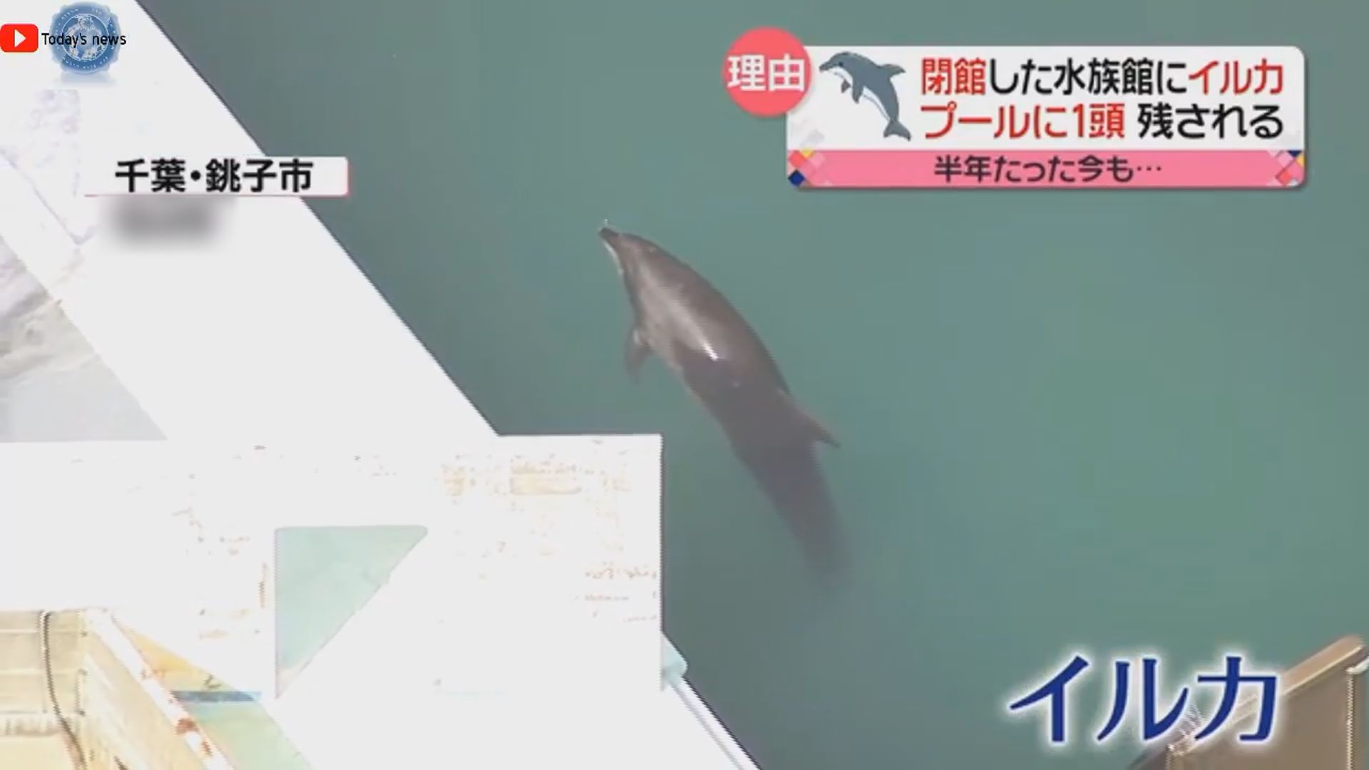 日本有水族館倒閉遺留海豚等動物
