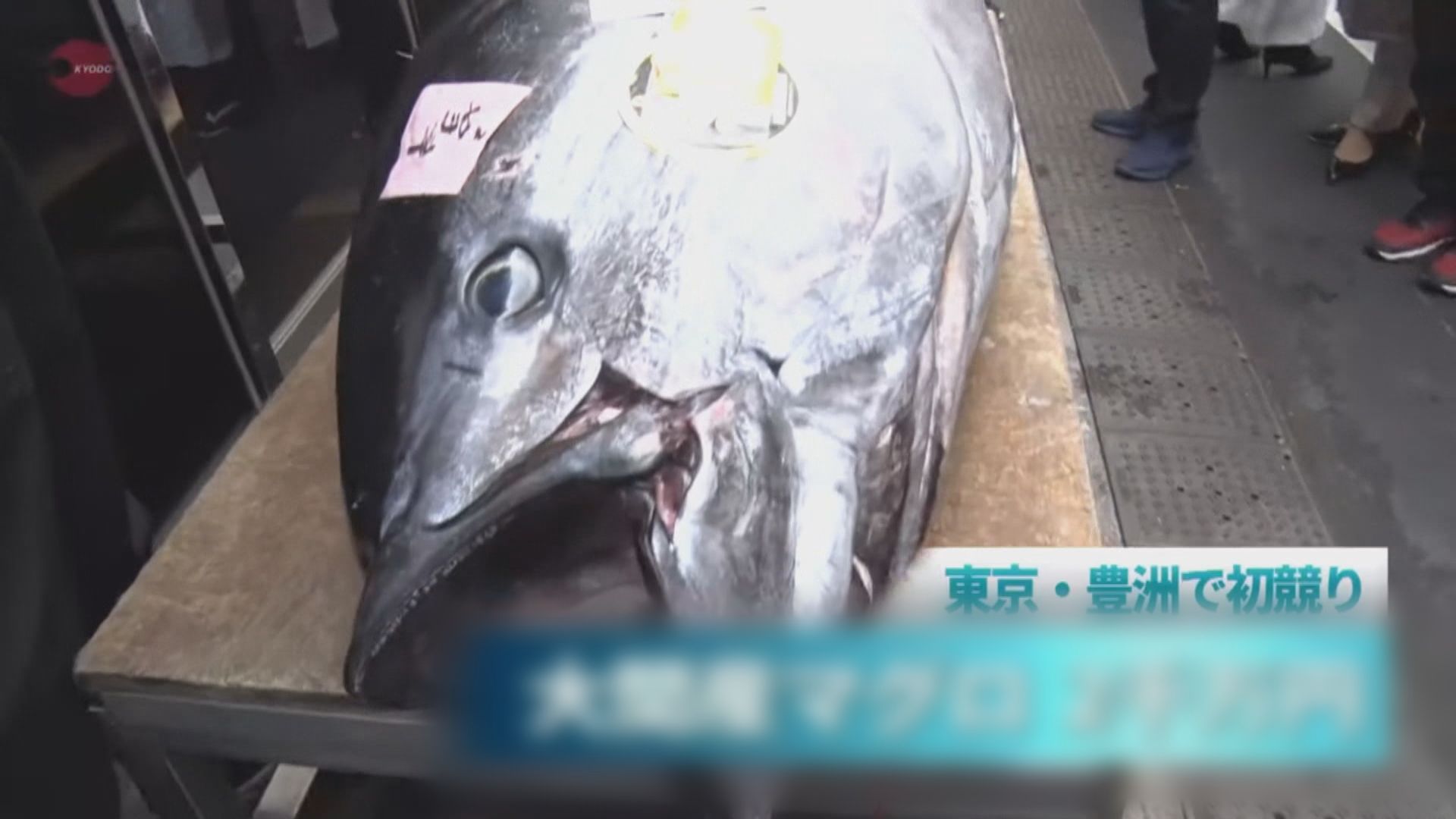 豐洲市場一條藍鰭吞拿魚以約二千萬日圓成交