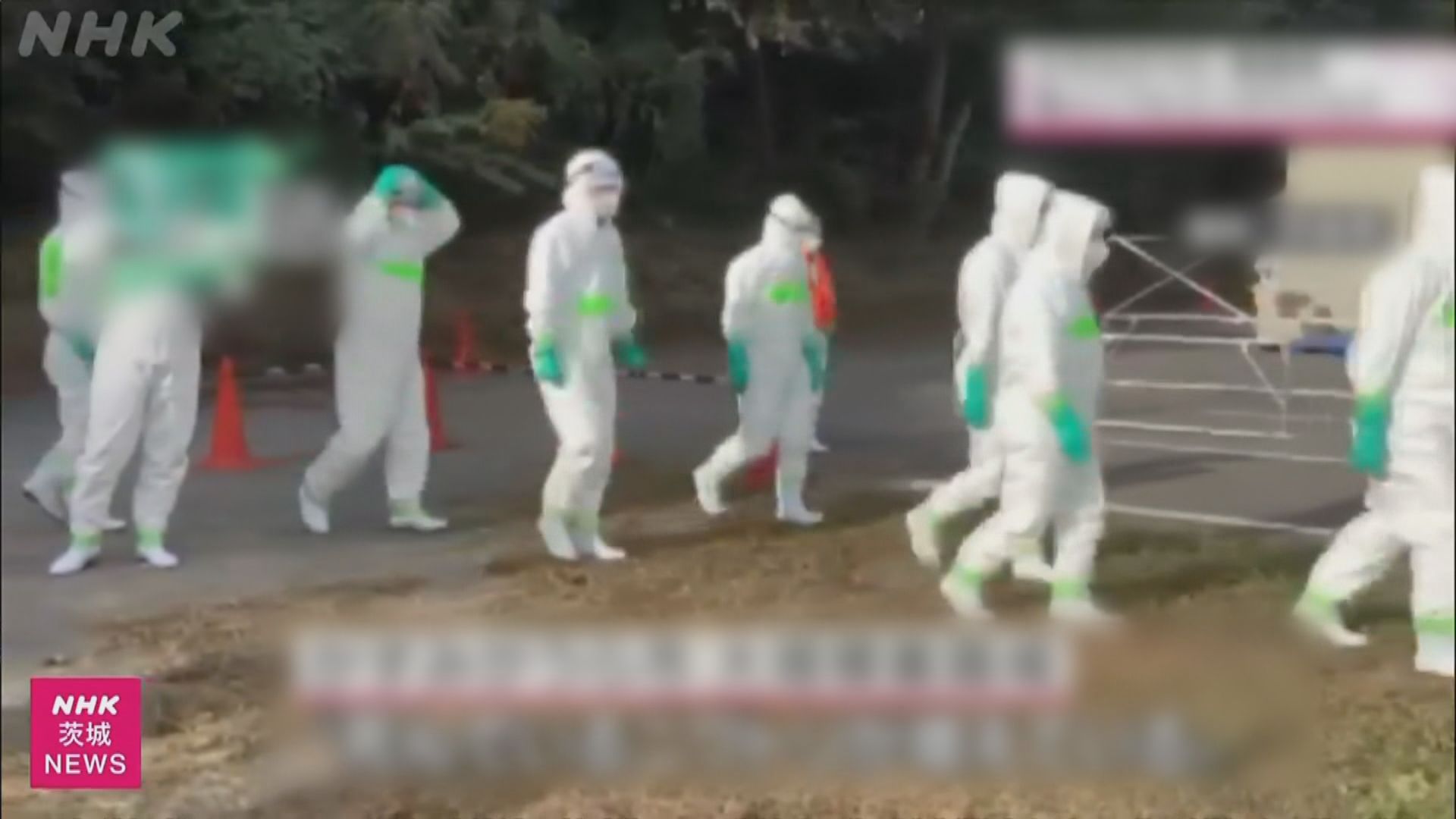 日本養雞場爆發禽流感　當局將撲殺超過150萬隻雞