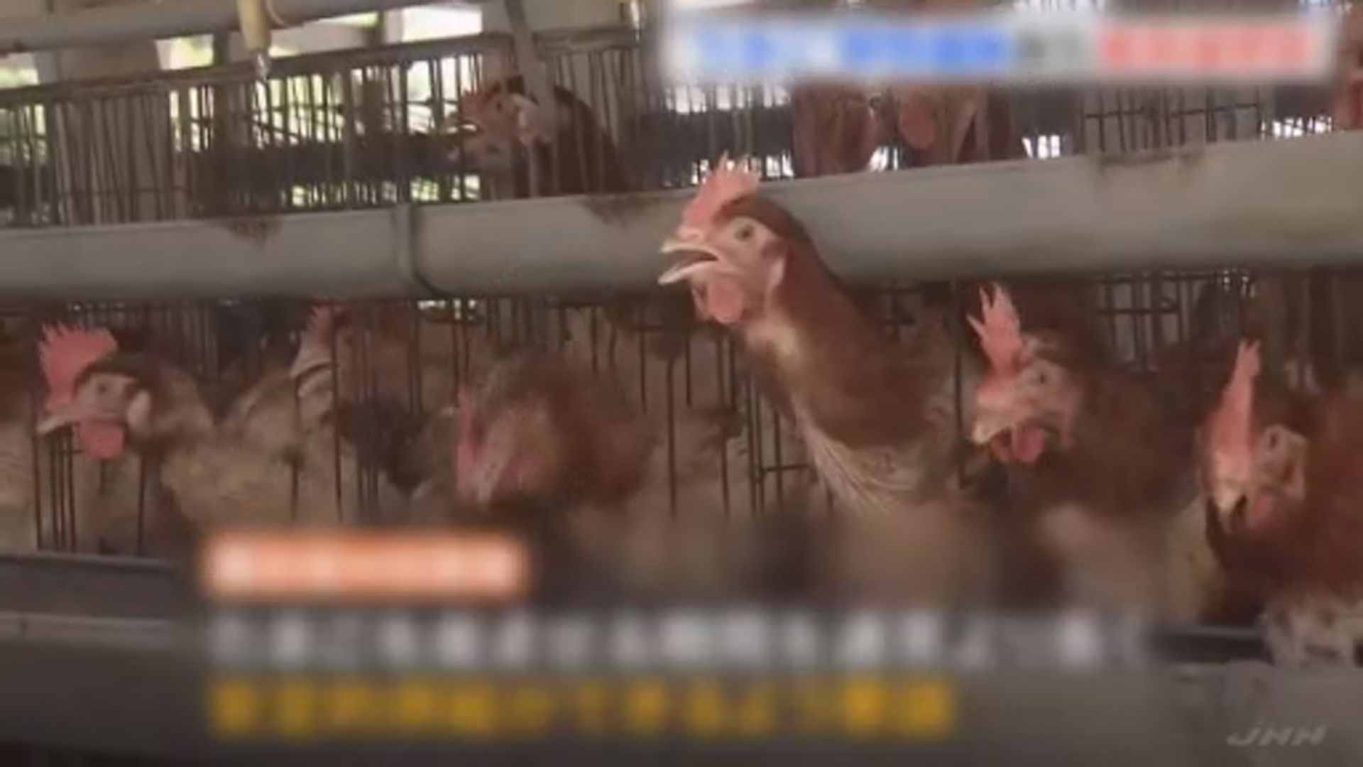 日本今季因禽流感已撲殺逾1500萬隻家禽