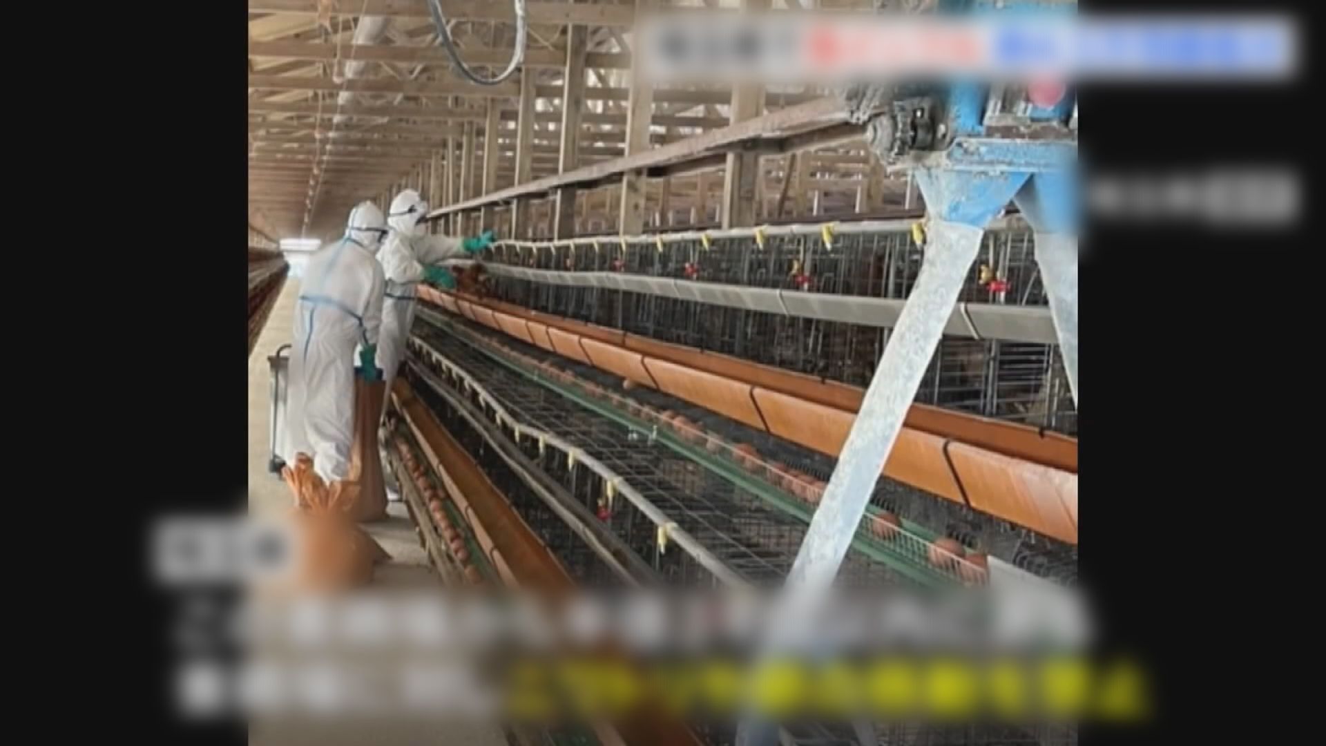 日本埼玉縣養雞場爆發禽流感 今季第三個縣爆發疫情