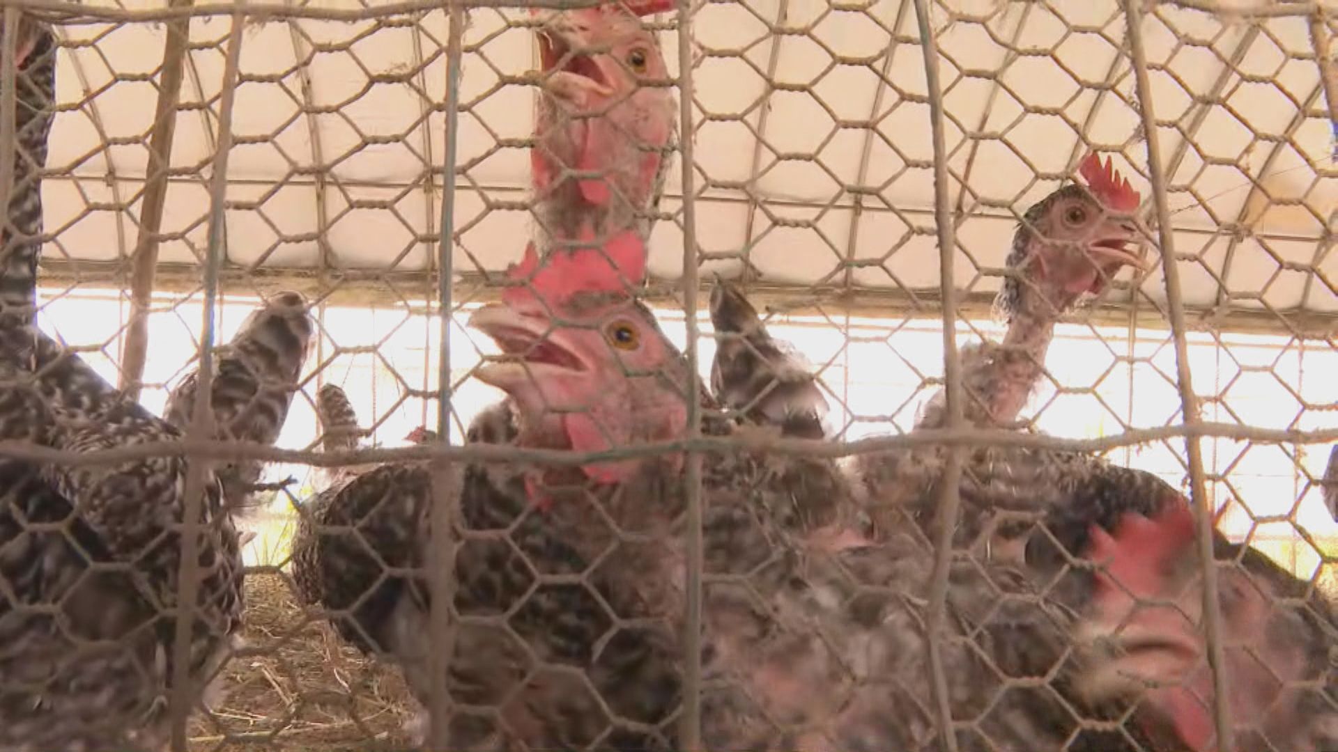 日本排核污水 福島有農場憂連帶影響雞蛋等農產品銷售