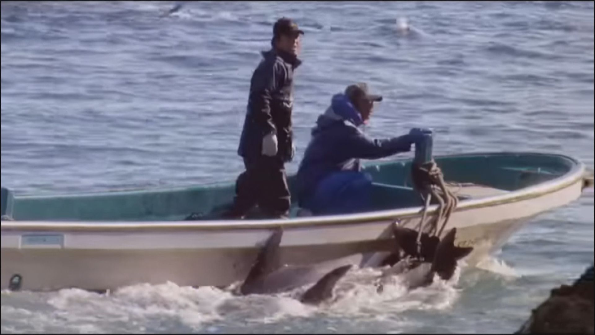 日本太地町下月恢復捕獵海豚