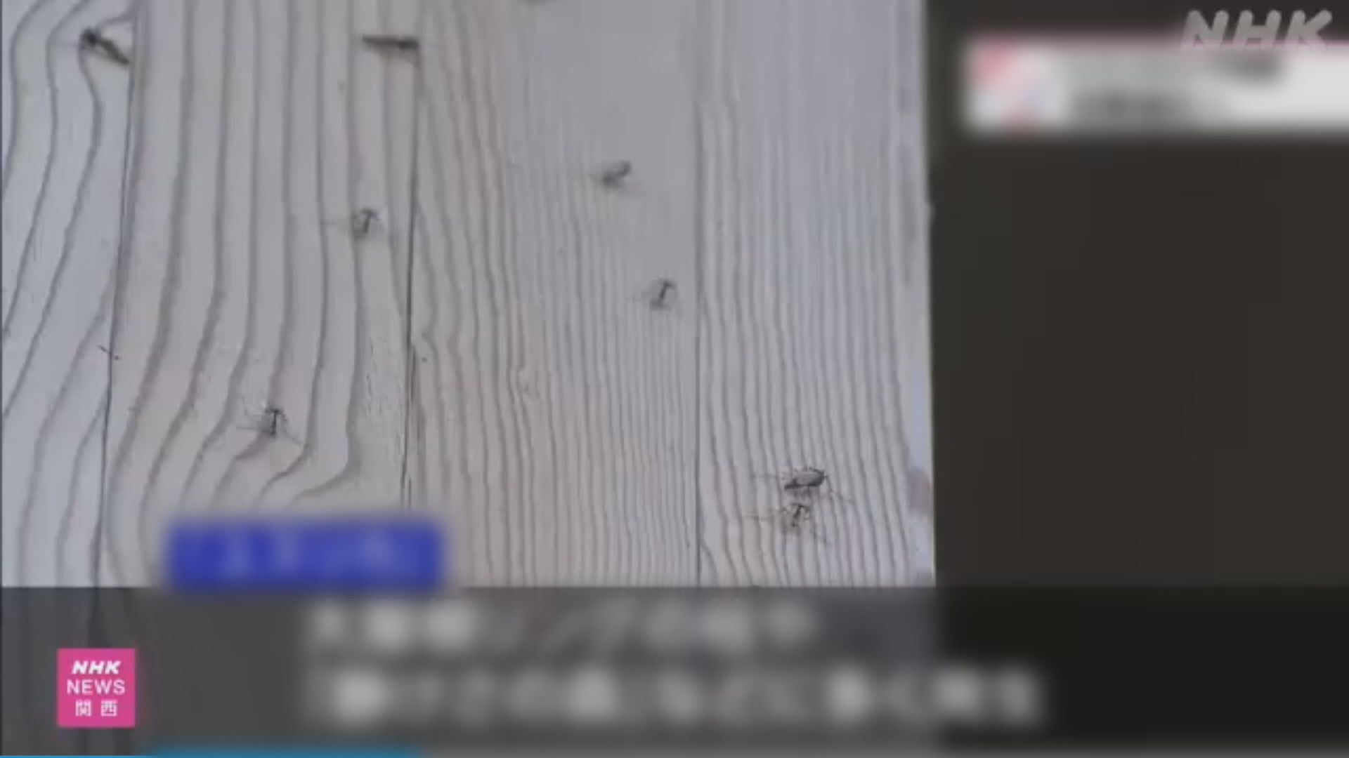 大阪世博會場爆蚊蟲危機嚇窒遊客 主辦單位噴灑殺蟲劑救急