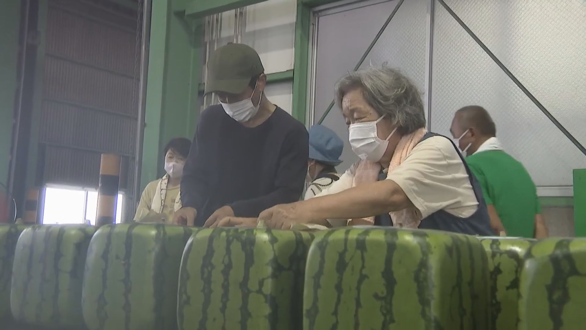 日本香川縣特產「方形西瓜」批發價約540港元