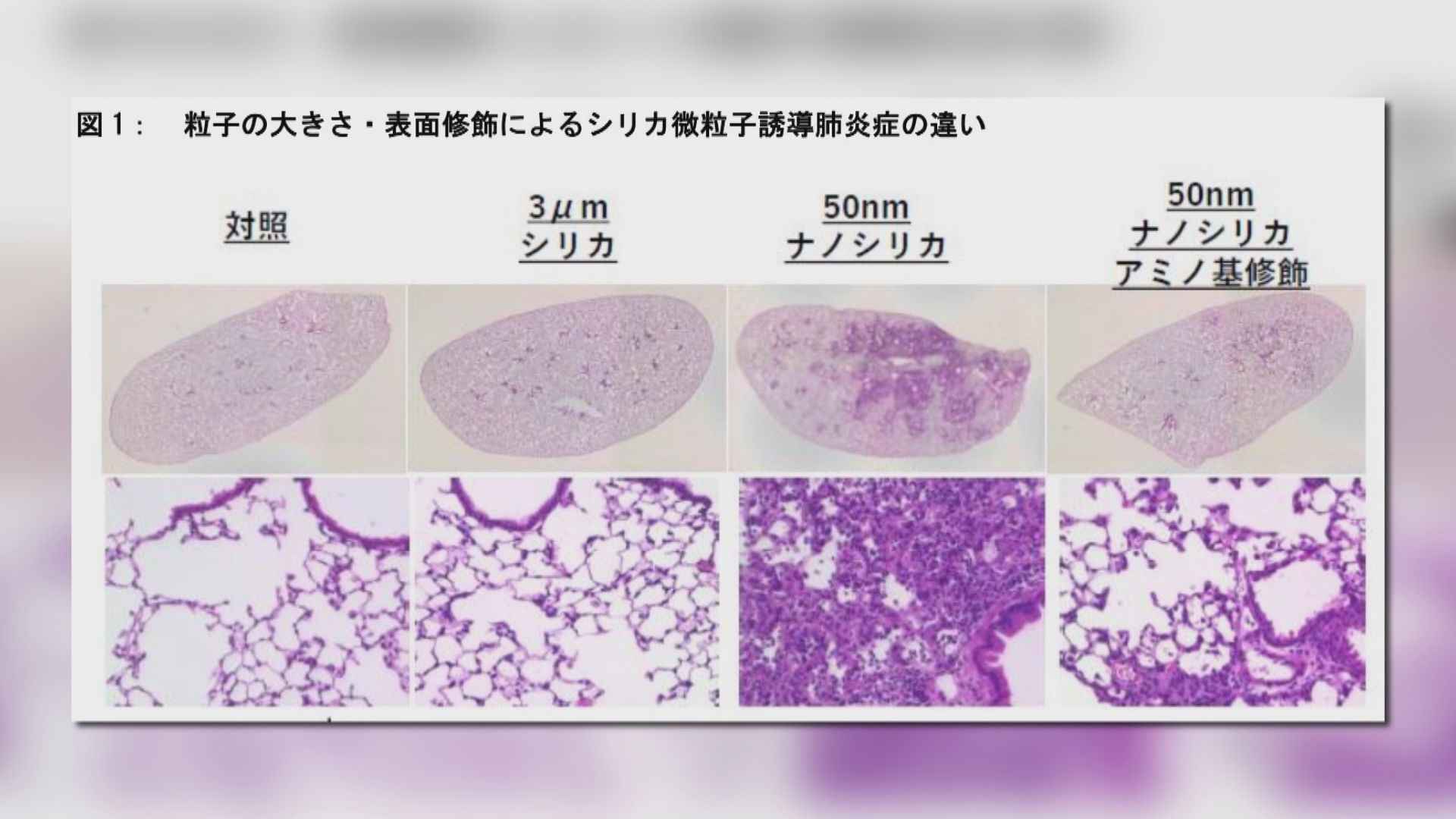 日本研究發現吸入人造微粒引致肺部發炎機制