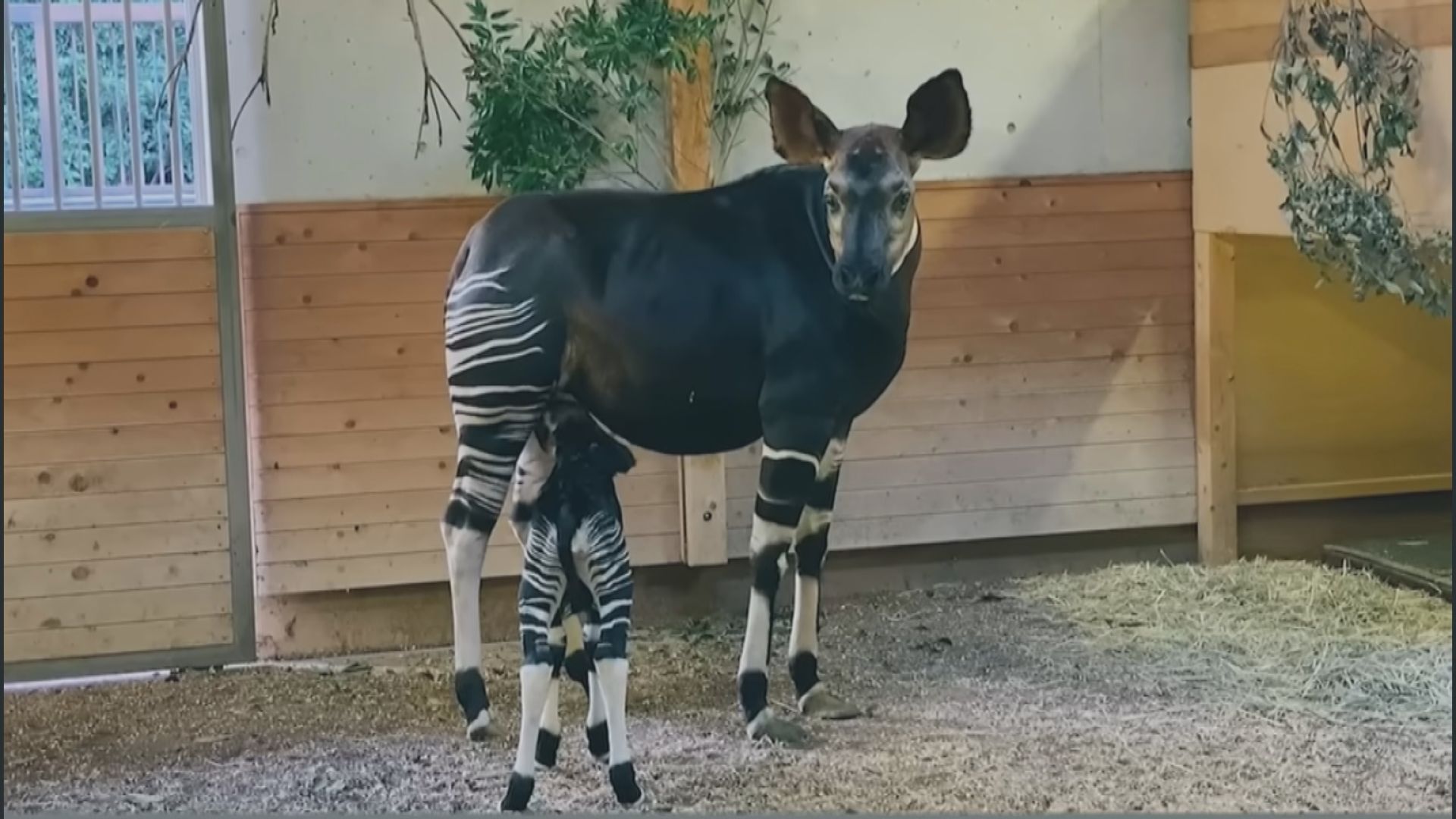 非洲稀有動物㺢㹢狓　在日本橫濱動物園誕下寶寶