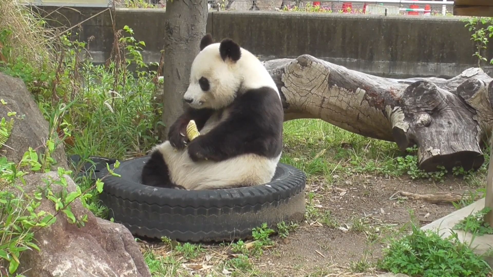 旅居神戶大熊貓旦旦再延遲一年歸還中國