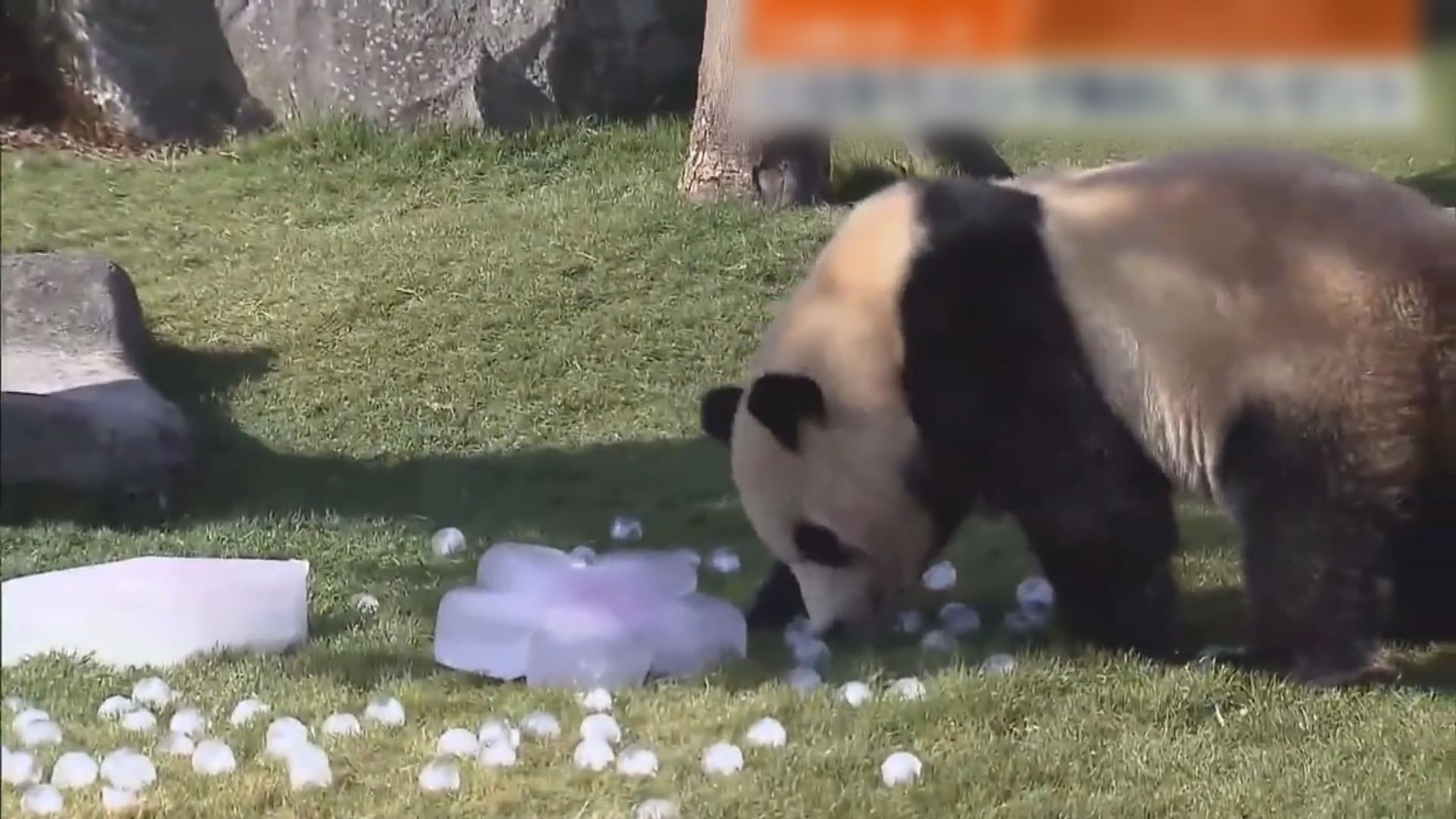 日本女兒節　雌性大熊貓「楓濱」收冰塊作禮物