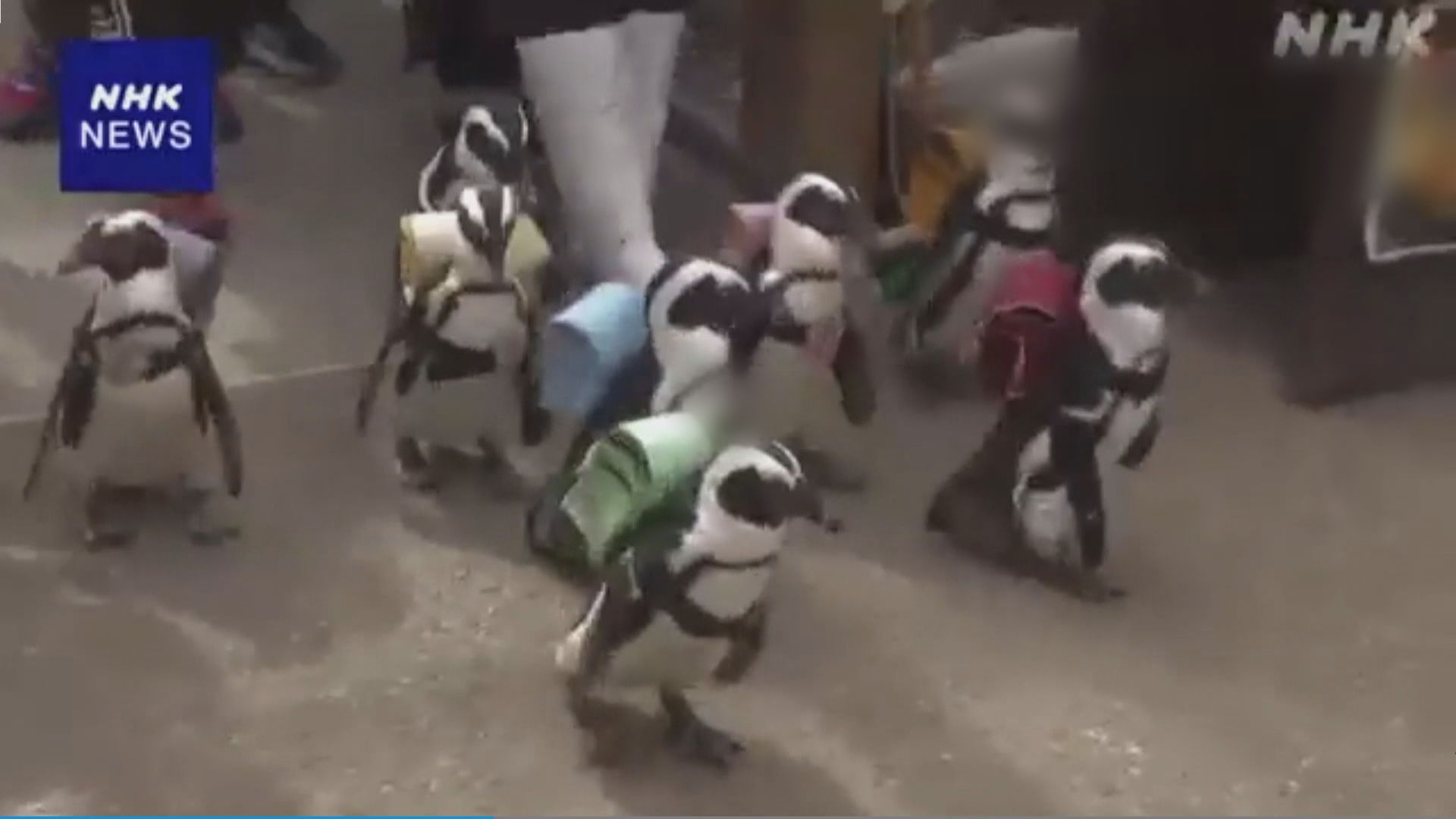 日本動物園企鵝舉行「開學」巡遊
